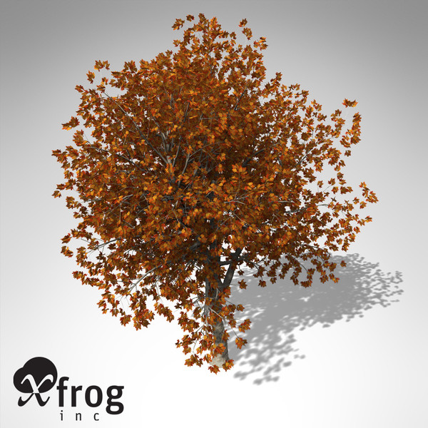 c4d xfrogplants autumn red oak - XfrogPlants Autumn Red Oak... by xfrog