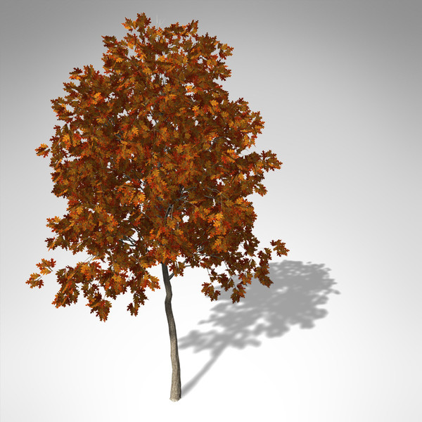 c4d xfrogplants autumn red oak - XfrogPlants Autumn Red Oak... by xfrog