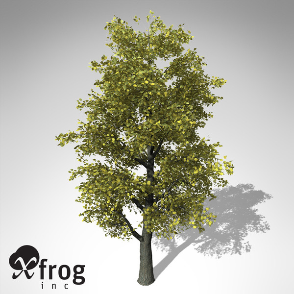 xfrogplants autumn littleleaf linden 3d 3ds - XfrogPlants Autumn Littleleaf Linden... by xfrog