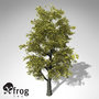 xfrogplants autumn littleleaf linden 3d 3ds