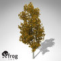 XfrogPlants Autumn Smooth-leaved Elm