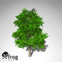 3d 3ds xfrogplants horse chestnut tree