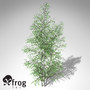 3d xfrogplants grey birch tree model