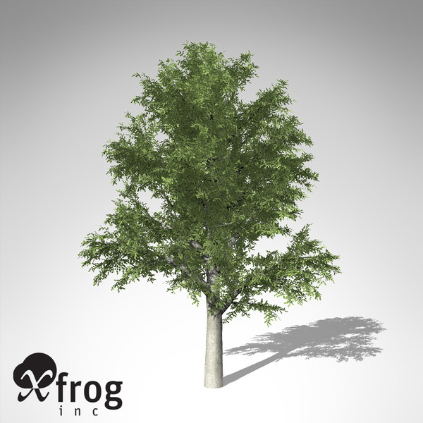 3d model xfrogplants european beech tree - XfrogPlants European Beech... by xfrog