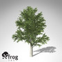 3d model xfrogplants european beech tree