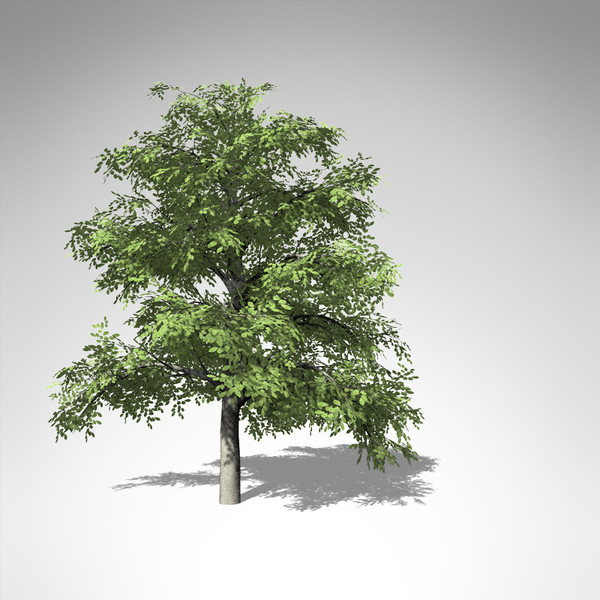3d model xfrogplants european beech tree - XfrogPlants European Beech... by xfrog