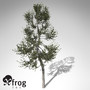 3d model xfrogplants austrian black pine