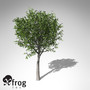 3d model xfrogplants european mountain ash