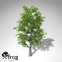 xfrogplants littleleaf linden tree 3d 3ds