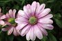 Chrysanthemum