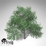 3d model xfrogplants pecan tree