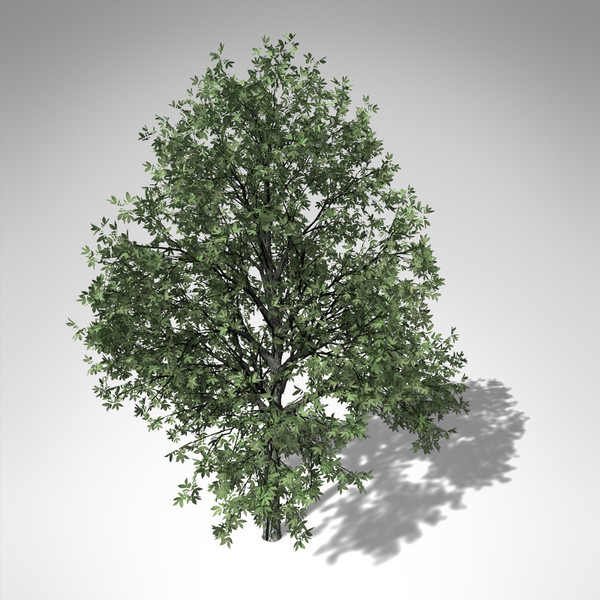 c4d xfrogplants shagbark hickory tree - XfrogPlants Shagbark Hickory... by xfrog