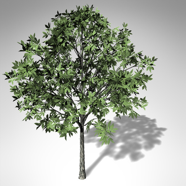 c4d xfrogplants shagbark hickory tree - XfrogPlants Shagbark Hickory... by xfrog