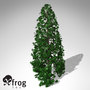 xfrogplants southern magnolia tree 3d model