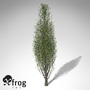 xfrogplants lombardy poplar tree 3d lwo