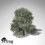 max xfrogplants weeping willow tree