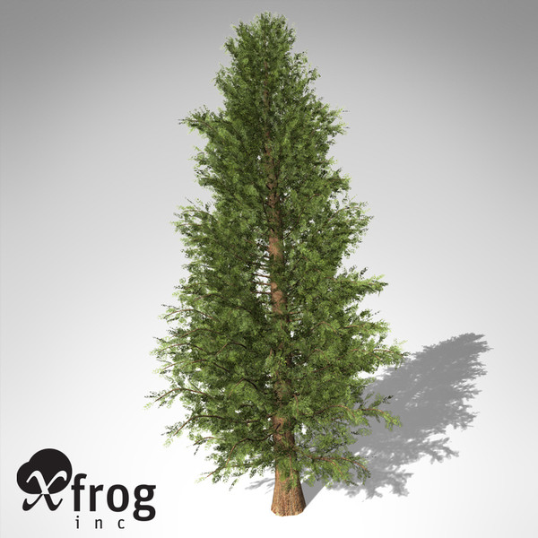 3d xfrogplants western red cedar model - XfrogPlants Western Red Cedar... by xfrog