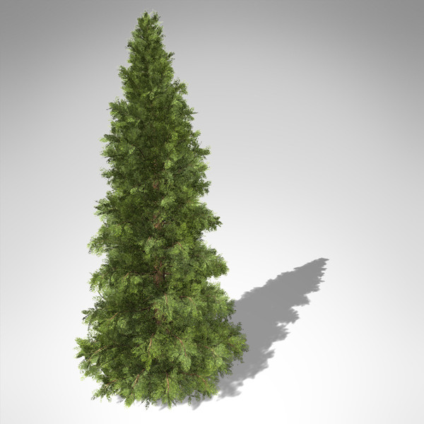 3d xfrogplants western red cedar model - XfrogPlants Western Red Cedar... by xfrog