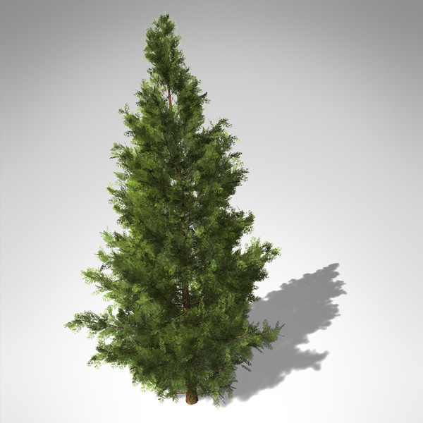 3d xfrogplants western red cedar model - XfrogPlants Western Red Cedar... by xfrog