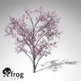 3d xfrogplants blossoming judas tree model