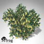 3d lwo xfrogplants blossoming golden chain