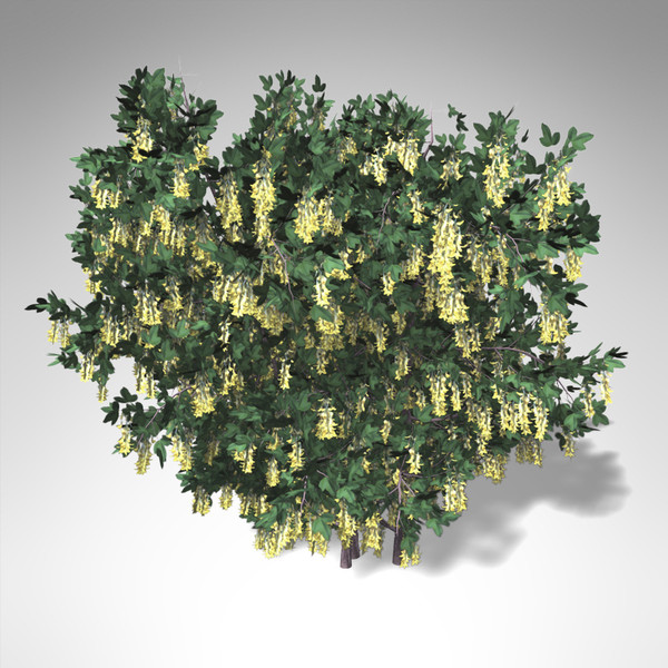3d lwo xfrogplants blossoming golden chain - XfrogPlants Blossoming Golden Chain... by xfrog