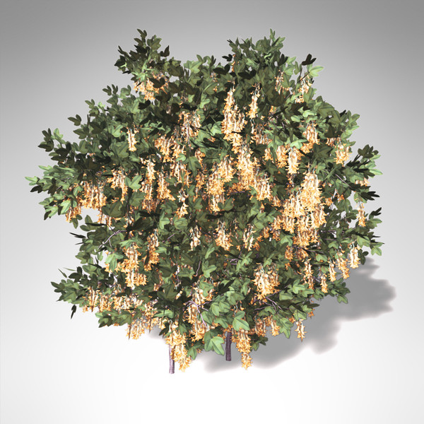 3d lwo xfrogplants blossoming golden chain - XfrogPlants Blossoming Golden Chain... by xfrog