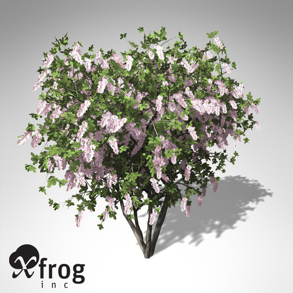xfrogplants blossoming crape myrtle 3d model - XfrogPlants Blossoming Crape Myrtle... by xfrog