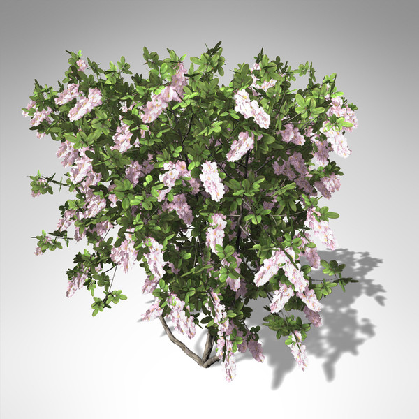 xfrogplants blossoming crape myrtle 3d model - XfrogPlants Blossoming Crape Myrtle... by xfrog