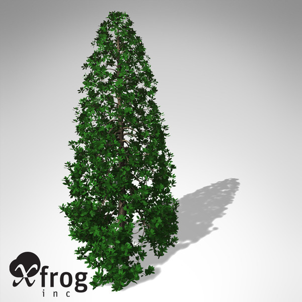 maya xfrogplants blossoming southern magnolia - XfrogPlants Blossoming Southern Magnolia... by xfrog