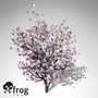 3d xfrogplants blossoming saucer magnolia