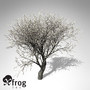 XfrogPlants Blossoming Apple Tree