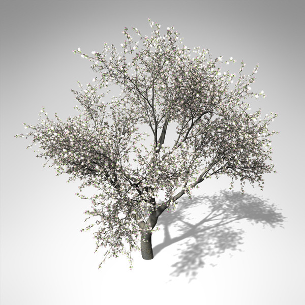XfrogPlants Blossoming Apple Tree