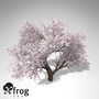 3d model xfrogplants blossoming japanese crab