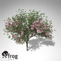 3ds xfrogplants blossoming oleander tree
