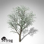 3d xfrogplants blossoming sweet cherry tree