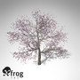 3d xfrogplants blossoming pissardii cherry model