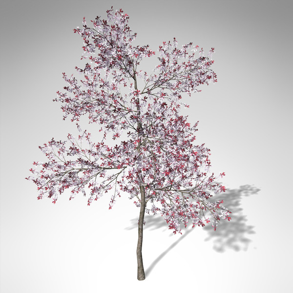 3d xfrogplants blossoming pissardii cherry model - XfrogPlants Blossoming Pissardii Cherry Plum... by xfrog