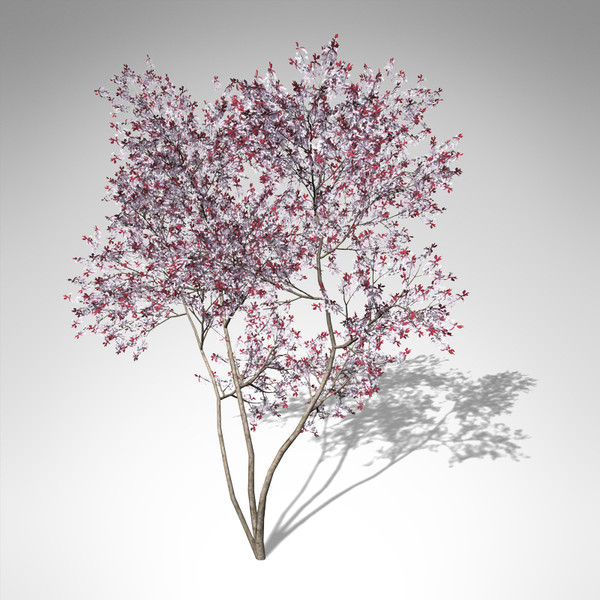 3d xfrogplants blossoming pissardii cherry model - XfrogPlants Blossoming Pissardii Cherry Plum... by xfrog