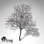 xfrogplants blossoming sour cherry tree max