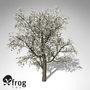 3d xfrogplants blossoming plum tree model