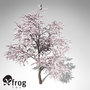 3d xfrogplants blossoming almond tree model