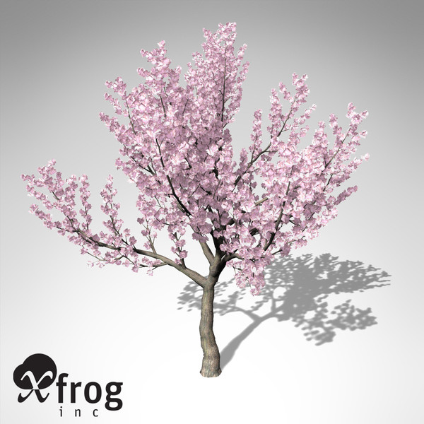 kanzan cherry tree blossoms 3d model - XfrogPlants Blossoming Kanzan Cherry... by xfrog