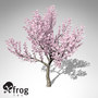 kanzan cherry tree blossoms 3d model