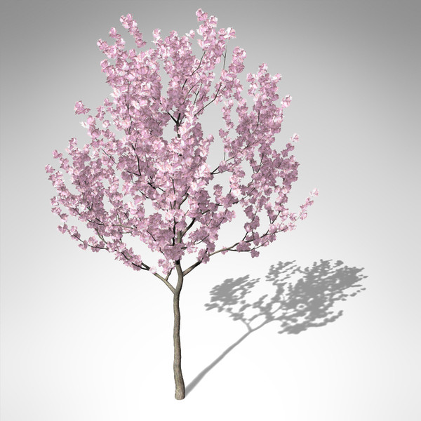 kanzan cherry tree blossoms 3d model - XfrogPlants Blossoming Kanzan Cherry... by xfrog