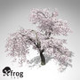 weeping higan cherry tree 3d model