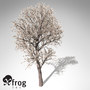 3d xfrogplants blossoming pear tree