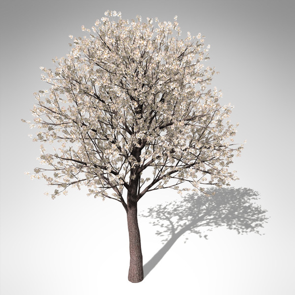 3d xfrogplants blossoming pear tree - XfrogPlants Blossoming Pear Tree... by xfrog
