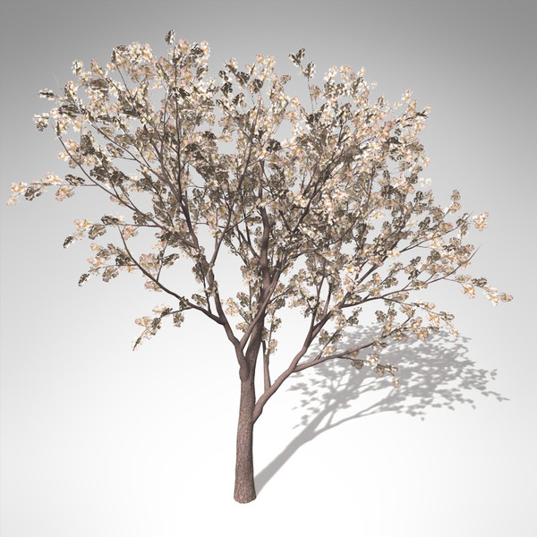 3d xfrogplants blossoming pear tree - XfrogPlants Blossoming Pear Tree... by xfrog