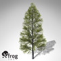 3d xfrogplants black alder tree model
